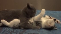 Ces deux chats prennent soin l'un de l'autre