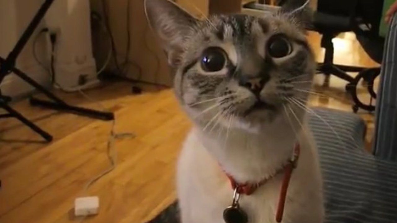 Ce chat essaye de hurler comme un loup