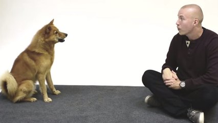 La drôle de réaction des chiens quand un homme aboie