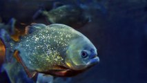 Piranha-Angriff: 13-Jährige muss sich einer Hauttransplantation unterziehen