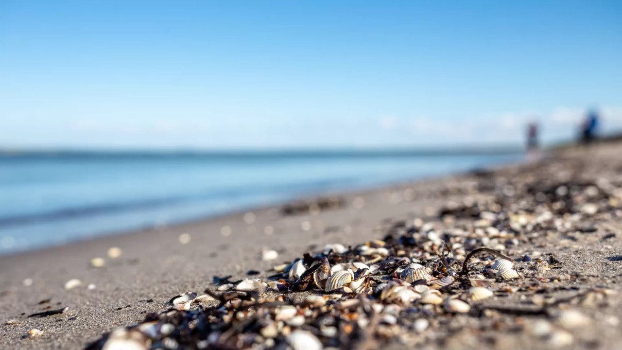 Invasive Quagga-Muschel erobert deutsche Gewässer und könnte in Wasserversorgung eindringen