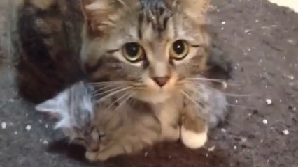 Une chatte prend soin de son petit chaton