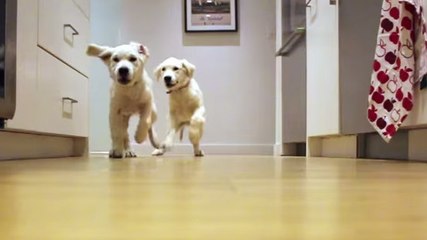 Un homme filme ses chiots de 11 semaines à 11 mois