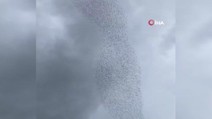 Balıkesir'de sığırcık kuşlarından gökyüzünde muhteşem dans