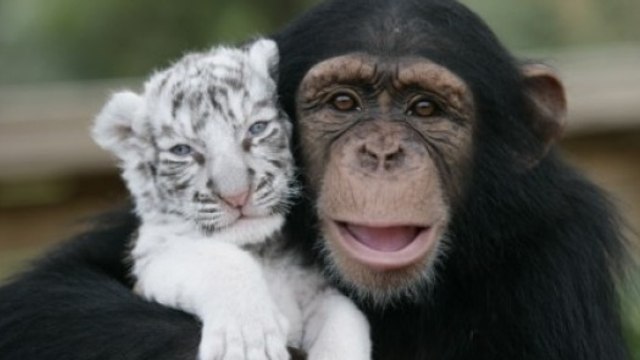 La belle réaction d'un chimpanzé devant un loup et un chien