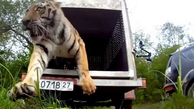 Un tigre relâché dans la nature par une association