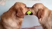 Deux chiens se disputent une balle de tennis
