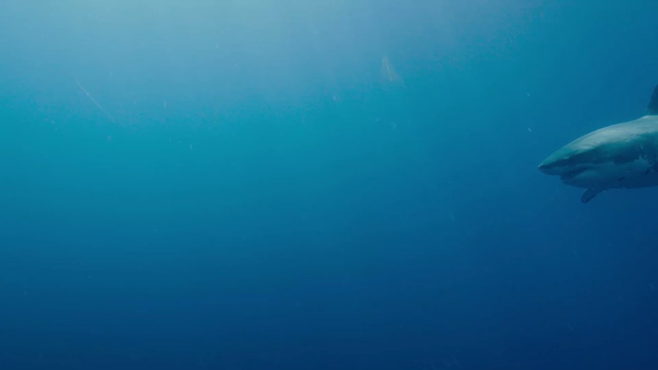 Der am schlimmsten zugerichtete Weiße Hai der Welt wurde gesichtet