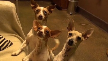 L'histoire bouleversante de chiots sauvés de la rue