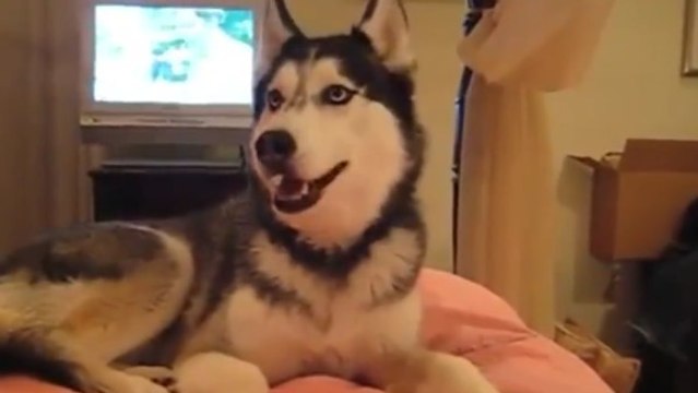 Cet adorable husky dit des mots doux à ses maîtres