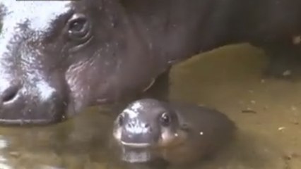 Ce bébé hippopotame nage pour la première fois avec sa maman