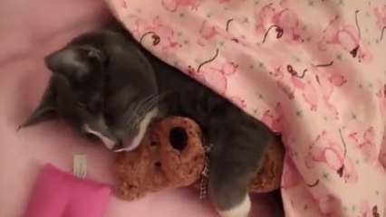 Ce chat ne peut pas s'endormir sans son doudou