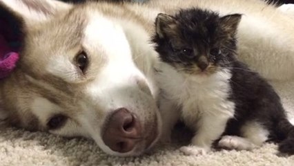 Un chien s'occupe d'un petit chaton malade