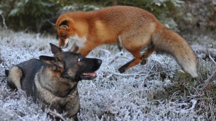 Un chien et un renard deviennent les meilleurs amis du monde