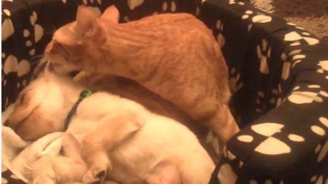 Ce chien et ce chat dorment tous les jours ensemble