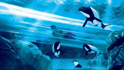 Le saut du dauphin ou le toboggan le plus impressionnant du monde