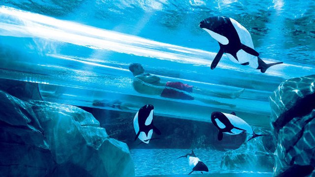 Le saut du dauphin ou le toboggan le plus impressionnant du monde