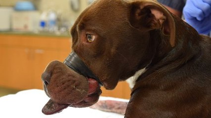 Un chien maltraité devient la star d'un calendrier de pompiers