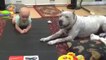 Un chien montre à un bébé comment ramper