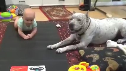 Un chien montre à un bébé comment ramper