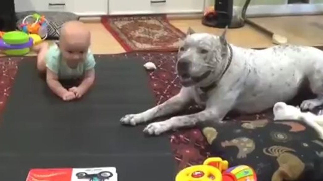 Un chien montre à un bébé comment ramper