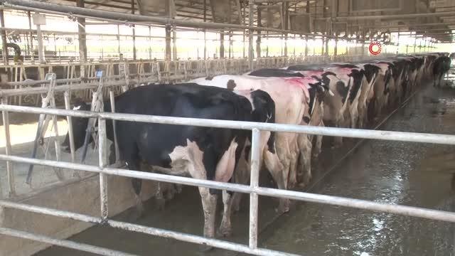 Adana'da et tüketimi 80 tona ulaştı- Kebabın başkentinde rekor et tüketimi