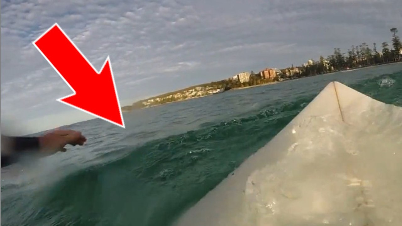 Un surfeur se retrouve face à face avec un grand requin blanc