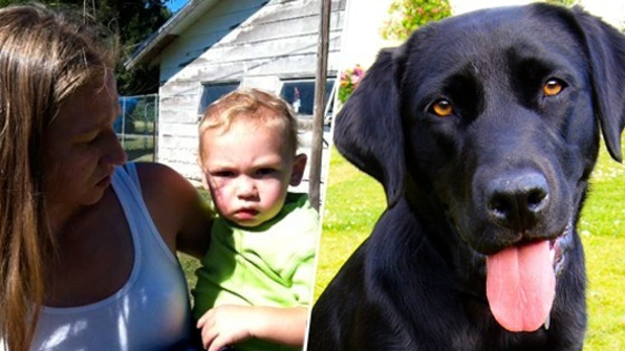 Un chien héroïque sauve un bébé de la noyade