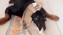 Un rottweiler s'occupe de petits chiots avec amour
