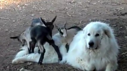 Un chien et des chevreaux se lient d'amitié