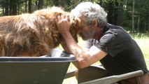 Un homme qui a sauvé des chiens reçoit une belle récompense