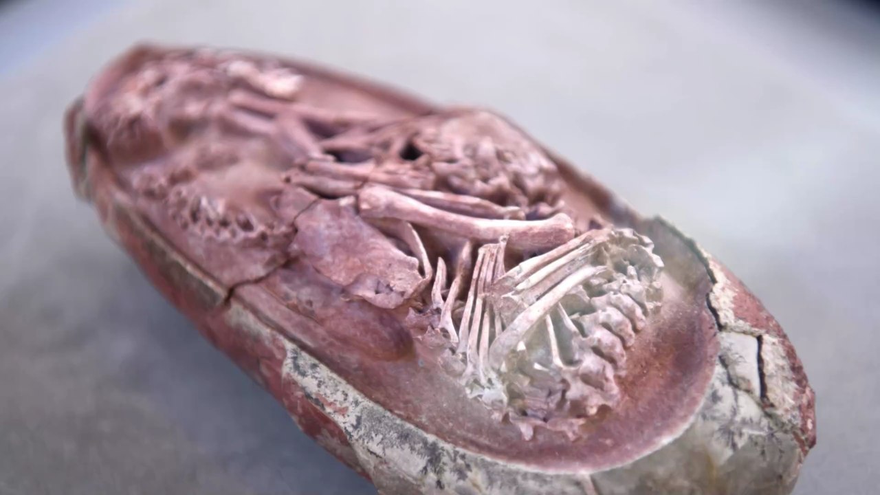 66 Millionen Jahre alt: Forscherteam entdeckt perfekt erhaltenen Dinosaurier-Embryo