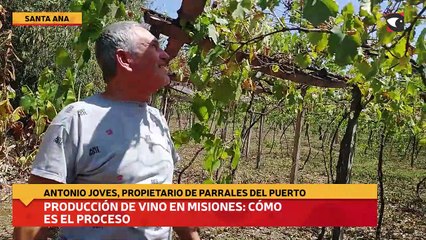 Producción de vino en Misiones cómo es el proceso