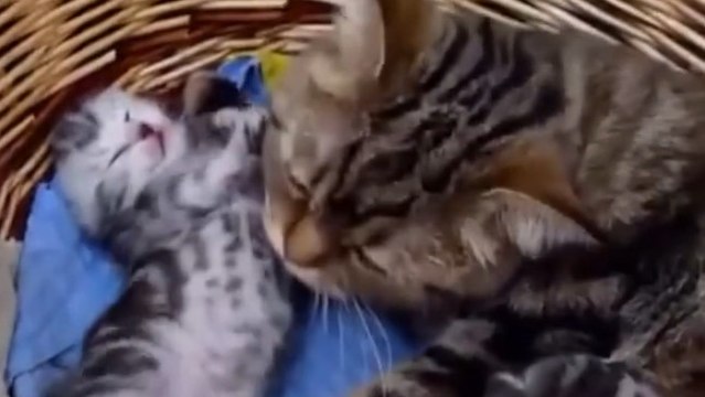 Une chatte câline son petit dans son panier