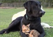 Ce chien et ce chaton sont inséparables