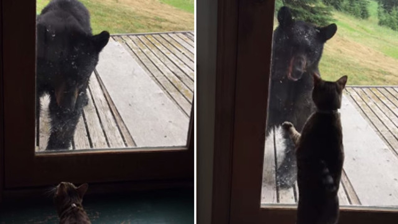 Un ours a la peur de sa vie face à un petit chat
