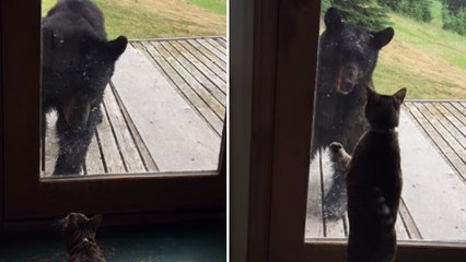 Un ours a la peur de sa vie face à un petit chat