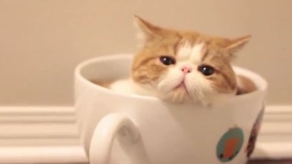 Un petit chat se réfugie dans une tasse de café