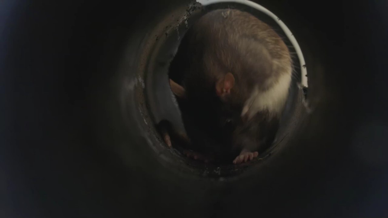 Omikron bei Ratten möglich: Werden sie zum Überträger wie bei der Pest?