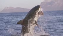 Ce requin saute hors de l'eau pour récupérer son dîner