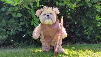 Déguisé en Ewok, ce chien est le plus adorable du monde... surtout quand il se met à courir !