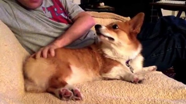 Ce chien fait l'impossible pour attirer l'attention