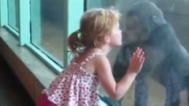 La réaction étonnante d'un bébé gorille face à une petite fille