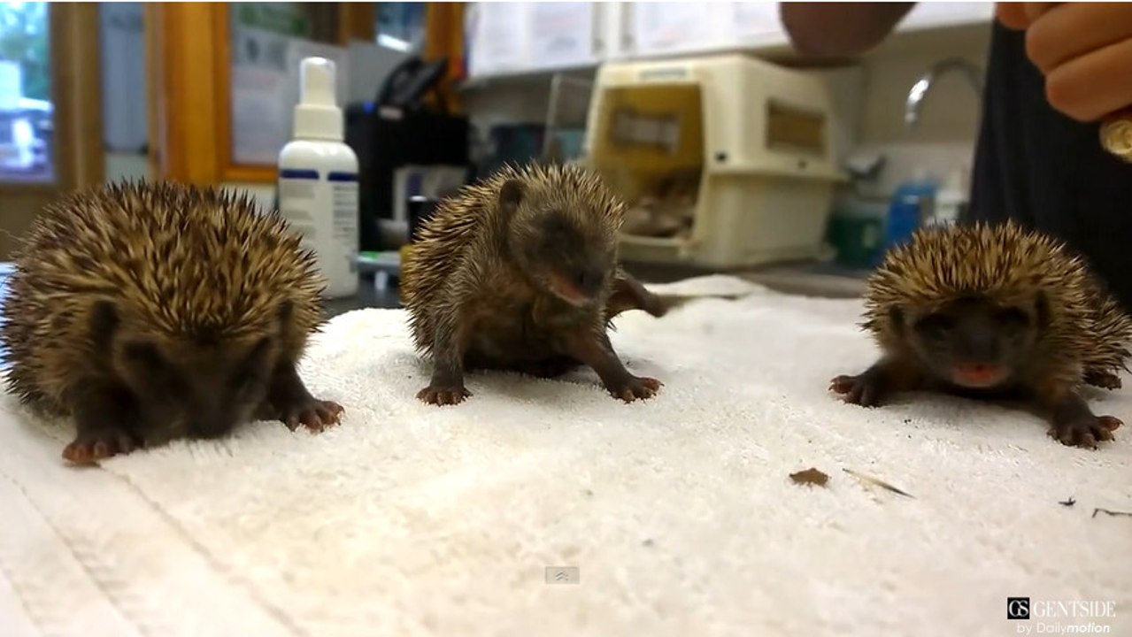 Ces bébés hérissons éternuent pour la première fois