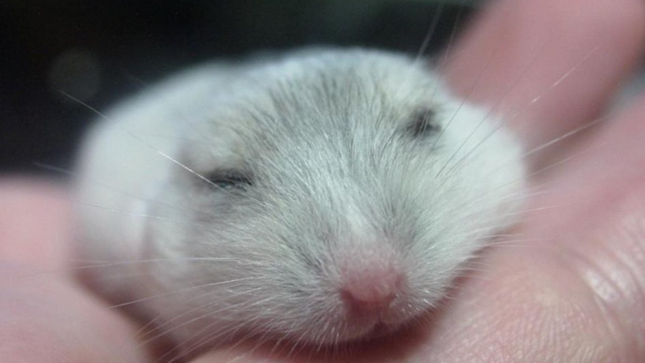 Ce petit hamster ronfle vraiment très fort