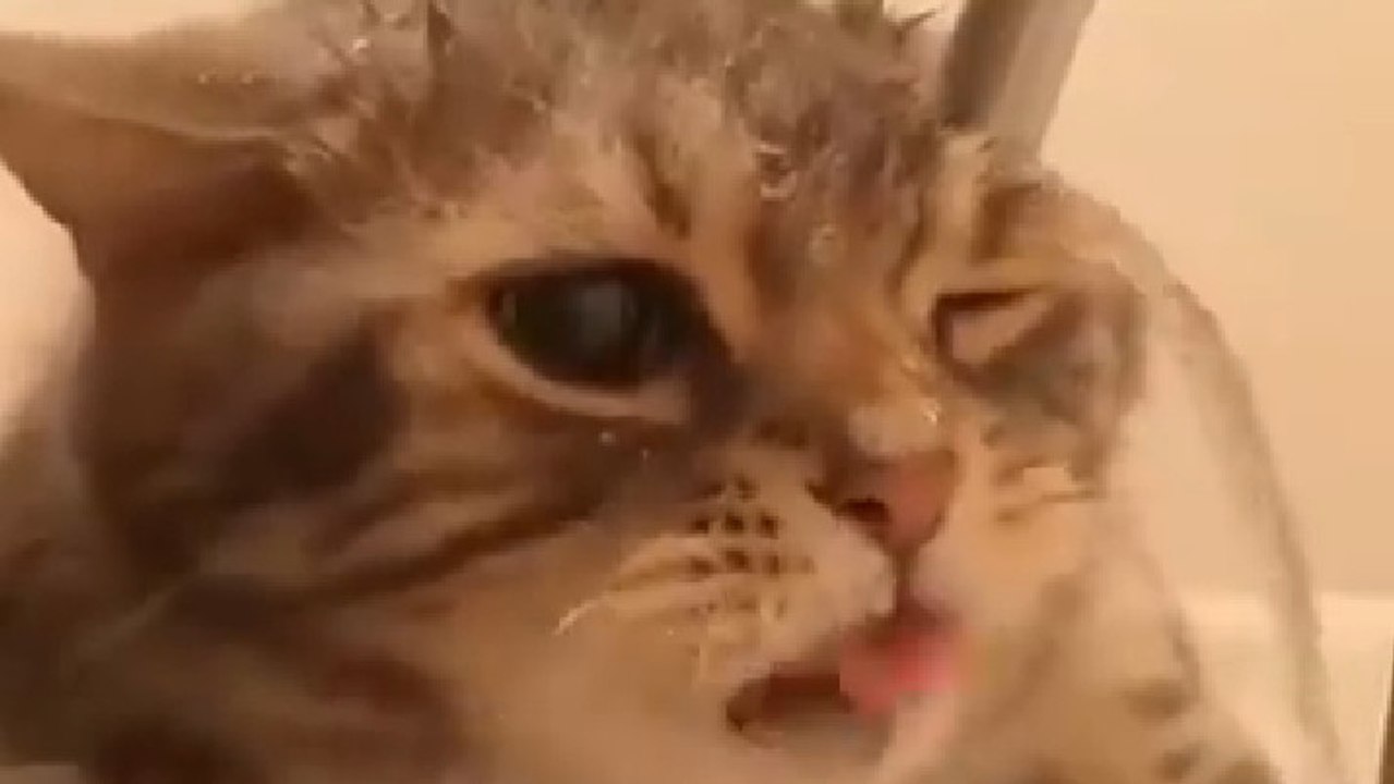 Ce petit chat essaie de boire de l'eau au robinet comme les humains