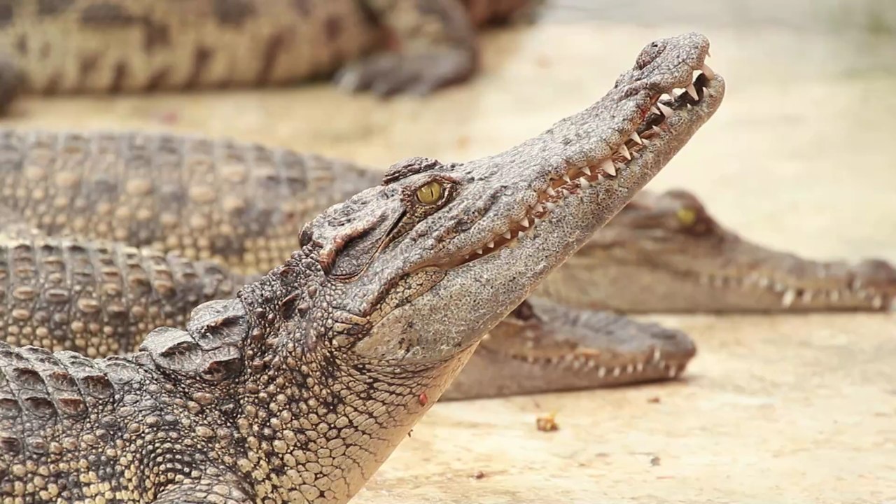 Mysteriöse Kreatur in Zoo entdeckt: Dann entpuppt sich das Krokodil als etwas ganz anderes