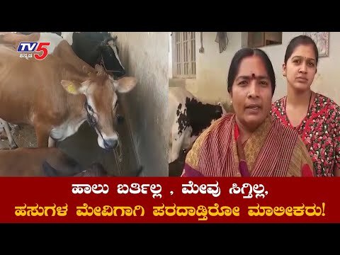 ಬೆಂಗಳೂರಿನಲ್ಲಿ ಹೇಳತೀರದಾಗಿದೆ ಹಸು ಮಾಲೀಕರ ಸಂಕಷ್ಟ | No Feed To Cow In Bangalore | TV5 Kannada