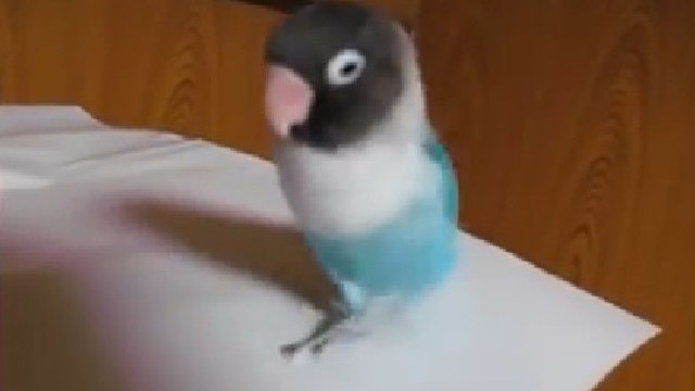 Cet oiseau sait danser comme un vrai pro