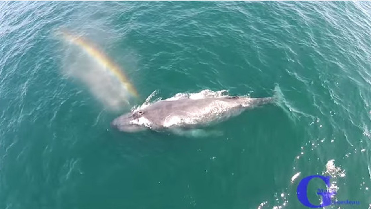 Filmée en pleine mer, cette baleine crache un arc-en-ciel
